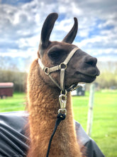 Load image into Gallery viewer, Demo of Llama Lead Rope