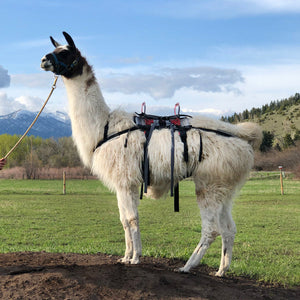 Demo of Llama Pack Saddles