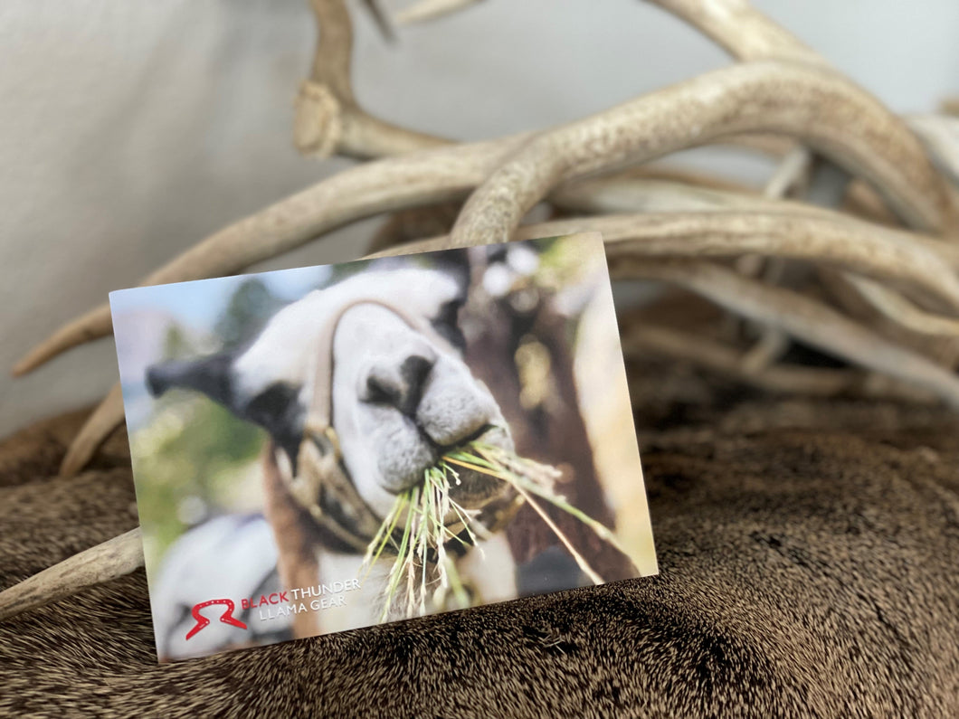 Llama Postcard Package  |  Get All 4
