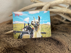 Llama Postcard Package  |  Get All 4