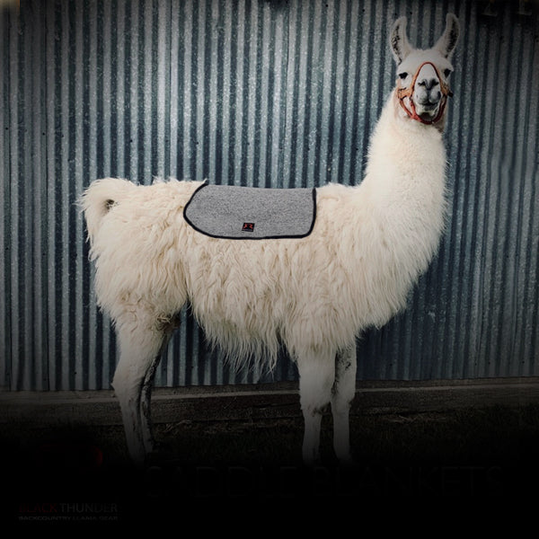 Llama Saddles & Components – Black Thunder Gear