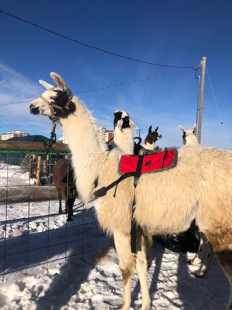 Conditioning & Training Llama Saddle