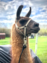 Load image into Gallery viewer, Demo of Llama Lead Rope
