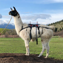 Load image into Gallery viewer, Demo of Llama Pack Saddles
