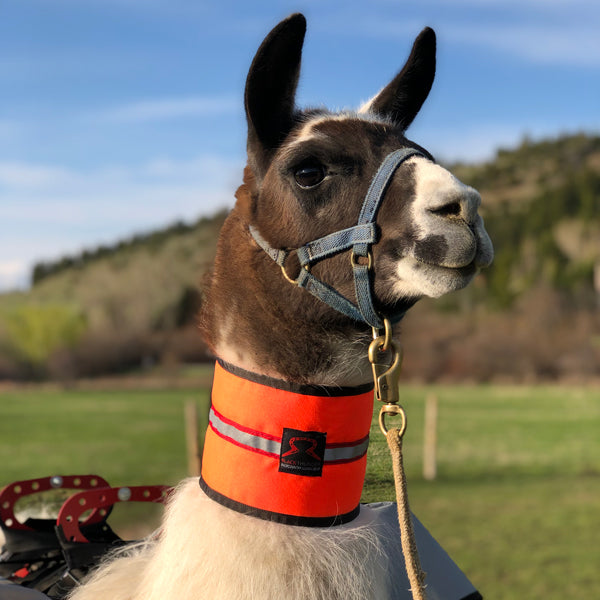 Llama Safety Neck Gaiter